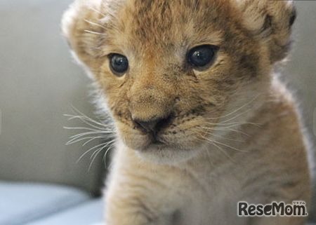 ライオンの赤ちゃん「のぞむ」
