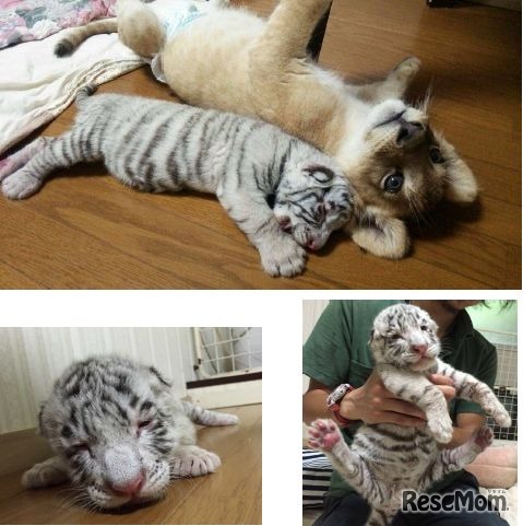 ホワイトタイガー「マハロ」