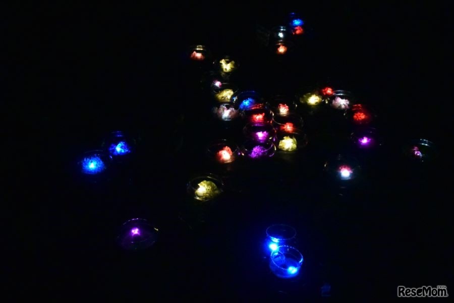 ウォーターリリーズ