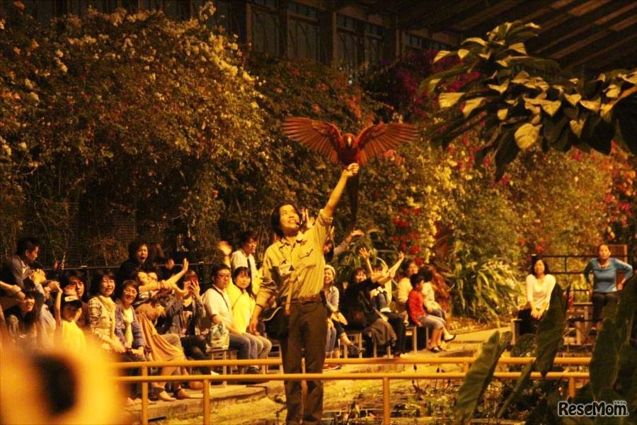 ファイナル・ナイト・バードパフォーマンスショー