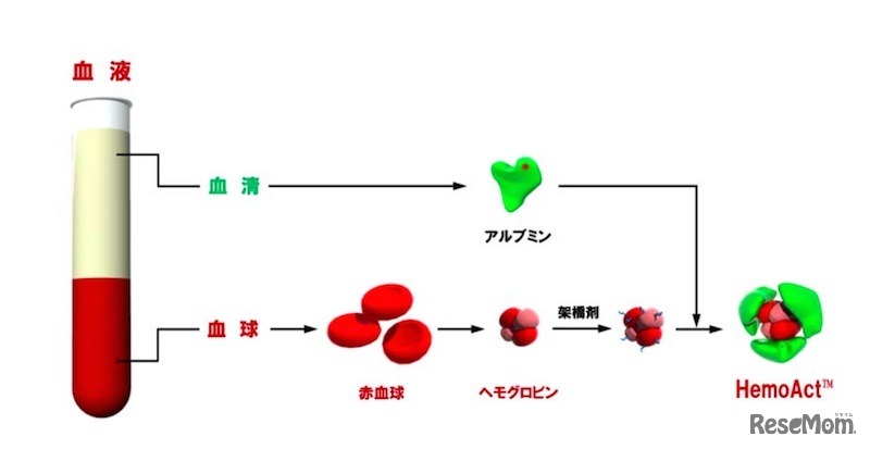 ヘモアクトの構造