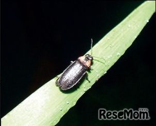 ほたるのこみち