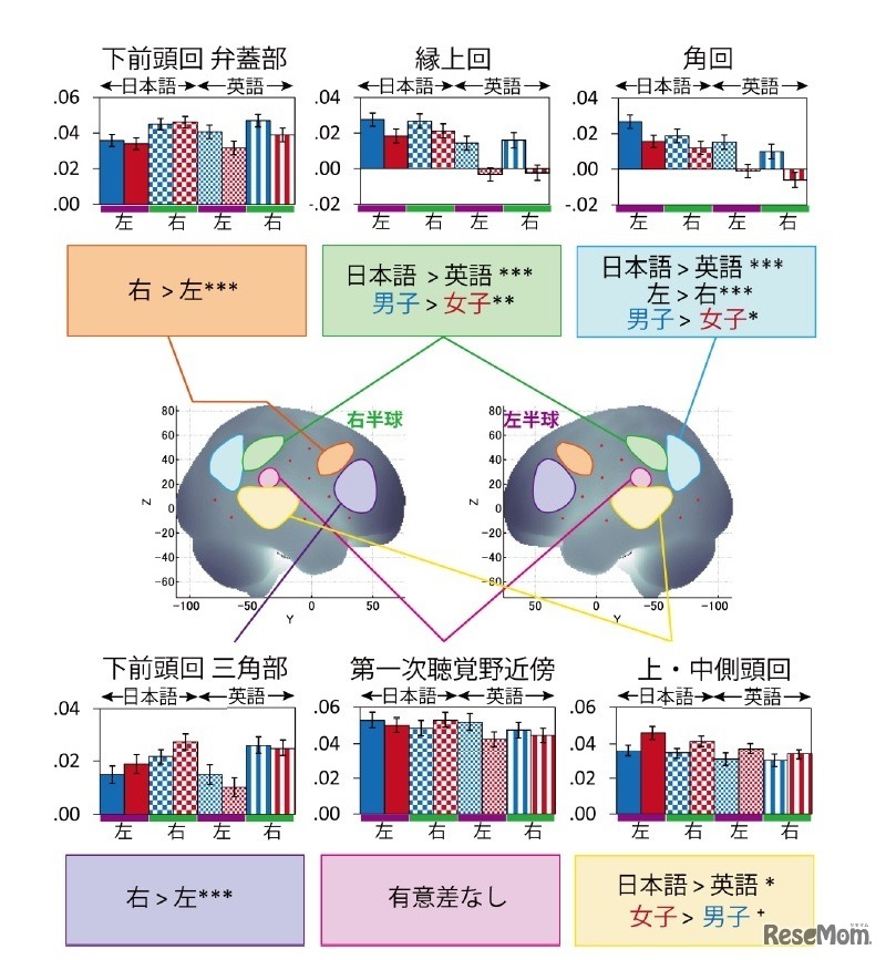 脳活動の言語差（日本語と英語）、大脳半球差（左半球と右半球）、性差（男子と女子）の統計解析結果