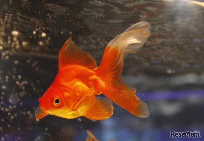 夏休み・わくわく金魚in江戸ワンダーランド 日光江戸村