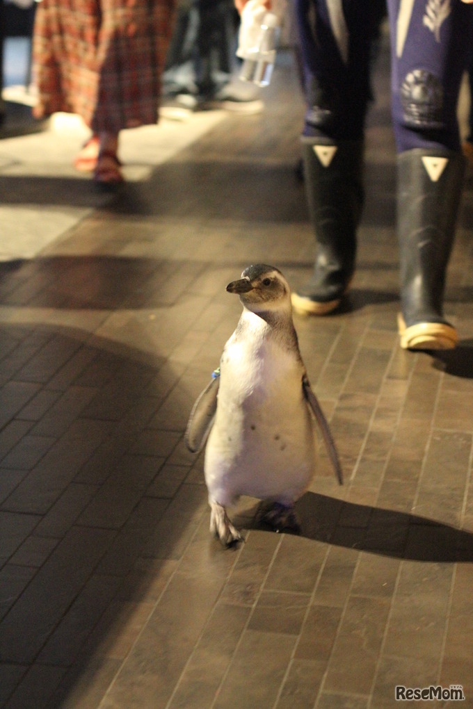館内を歩く「たいこ」