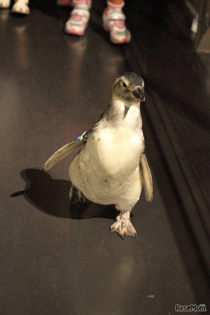 たいこのぺたペン