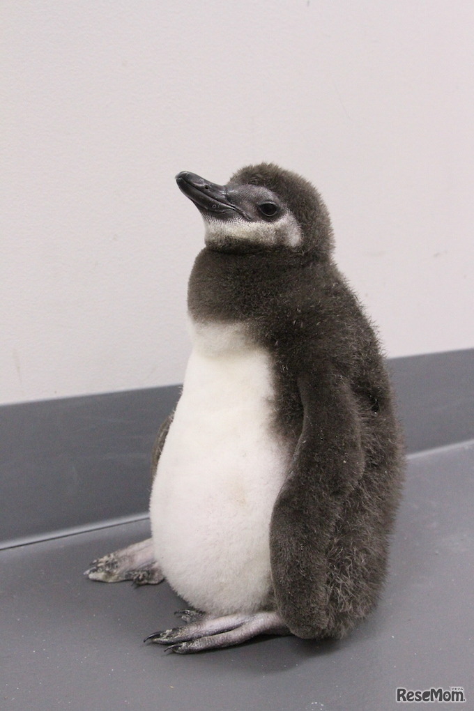 少し成長した「たいこ」