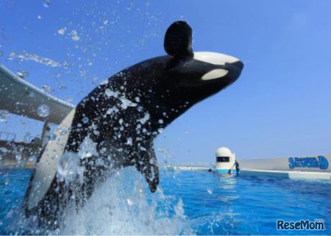 シャチの観察も