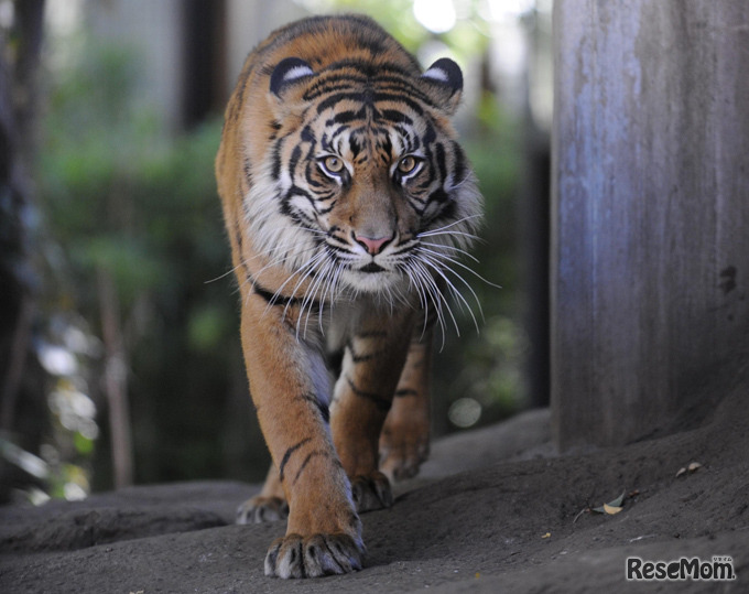 スマトラトラ「マニス」　(c) 公益財団法人東京動物園協会