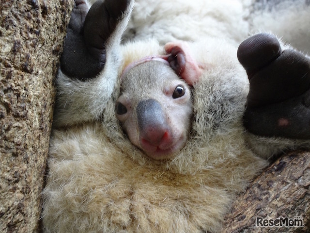 3月23日生まれのドリーの赤ちゃん（9月25日撮影） (c) 埼玉県こども動物自然公園