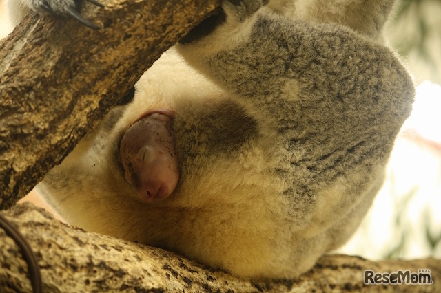 4月18日生まれのジンベランの赤ちゃん（9月27日撮影） (c) 埼玉県こども動物自然公園