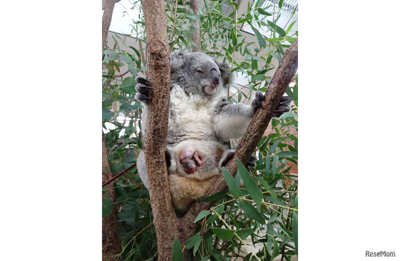 ドリーと赤ちゃん（9月25日撮影） (c) 埼玉県こども動物自然公園