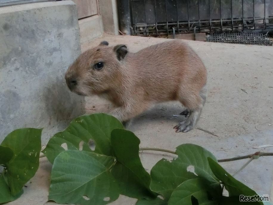 赤ちゃん（10月12日撮影）　(c) 埼玉県こども動物自然公園