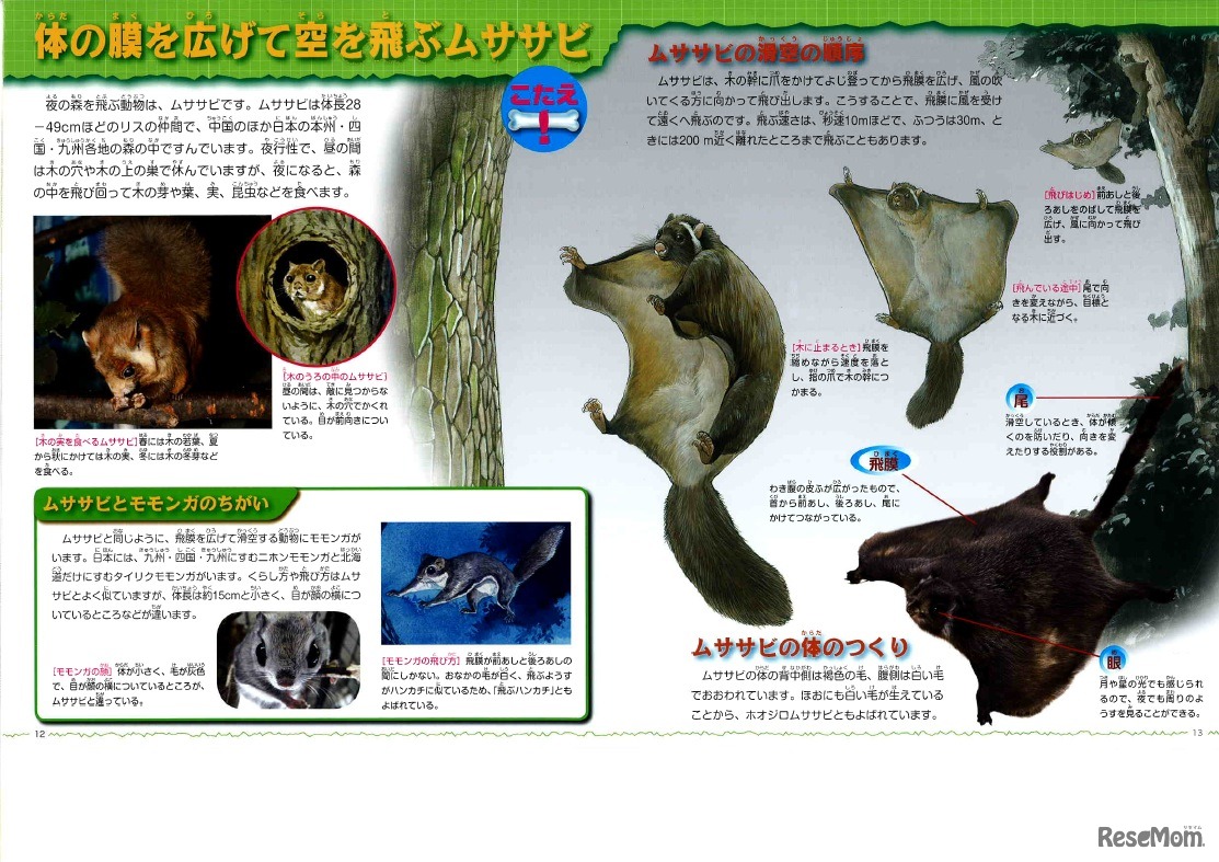 体の膜を広げて空を飛ぶムササビ