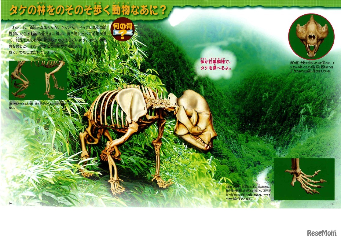 タケの林をのそのそ歩く動物なあに？