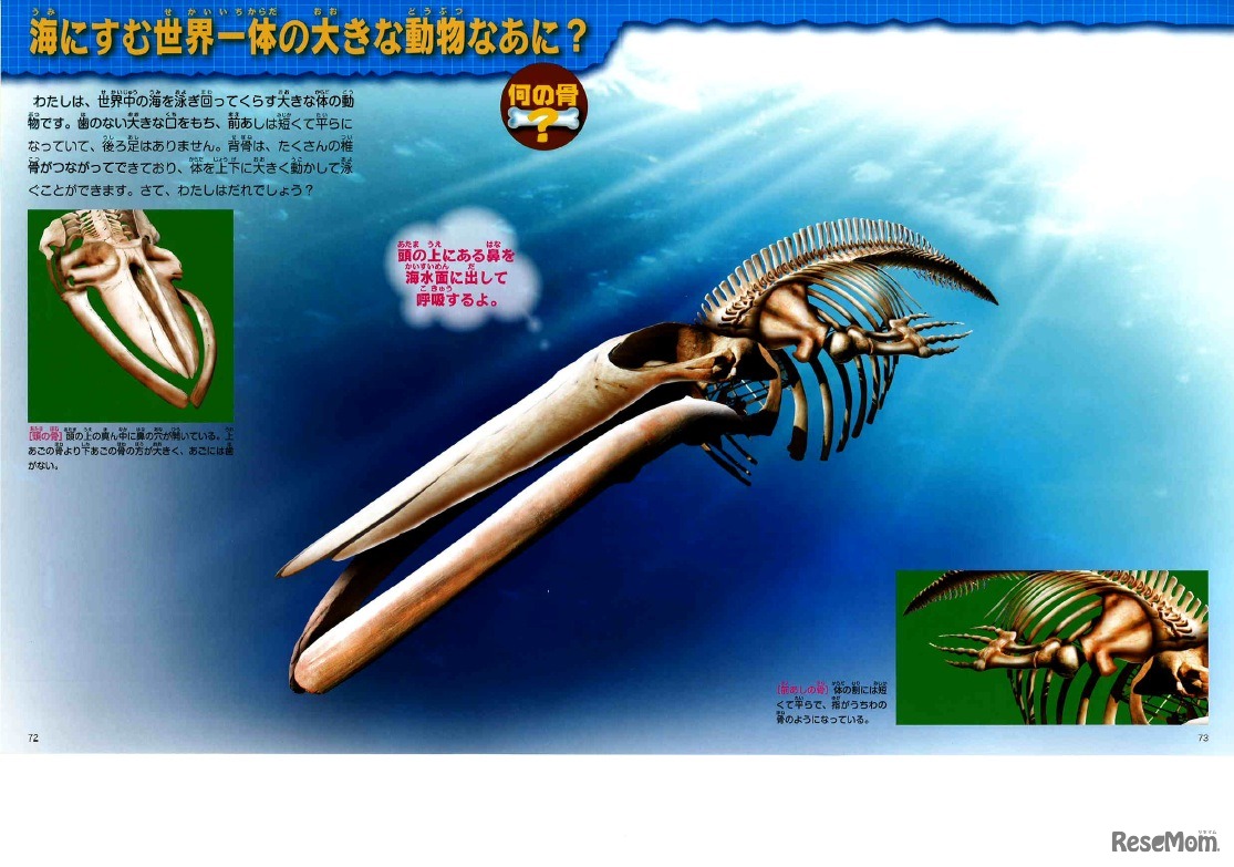 海にすむ世界一体の大きな動物なあに？