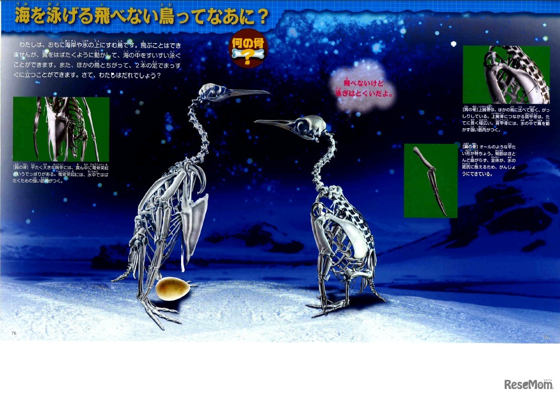 海を泳げる飛べない鳥ってなあに？