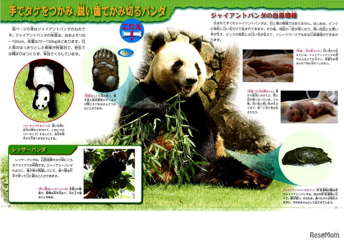 手でタケをつかみ、鋭い歯でかみ切るパンダ