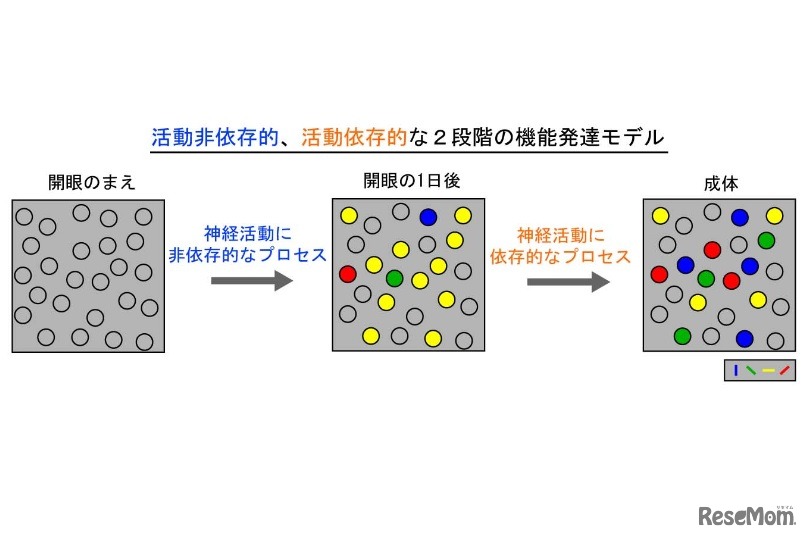 活動非依存的、活動依存的な2段階の機能発達モデル