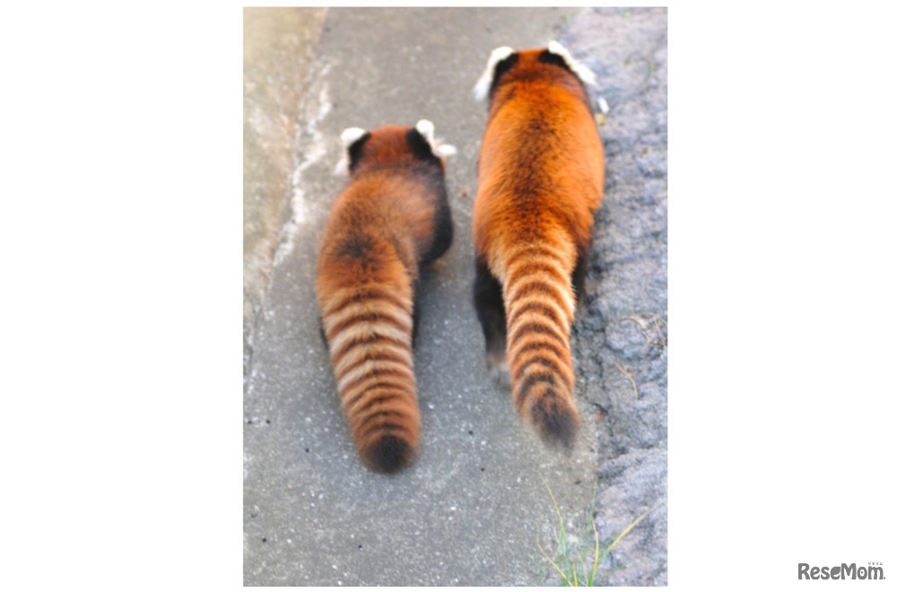 「ティアラ」と母親「ミンファ」