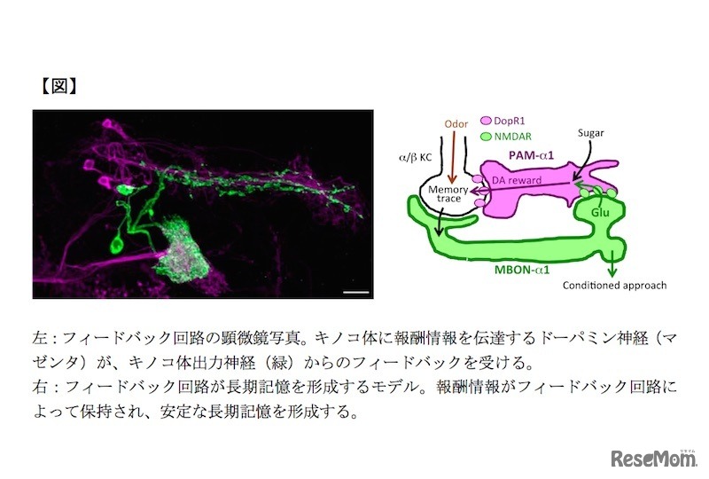 フィードバック回路の顕微鏡写真と長期記憶を形成するモデル