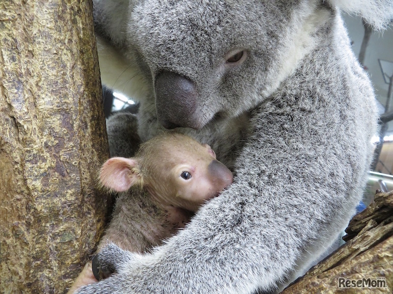 ジンベランと赤ちゃん　(c) 埼玉県こども動物自然公園