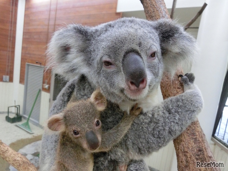 ドリーと赤ちゃん（10月20日撮影）　(c) 埼玉県こども動物自然公園
