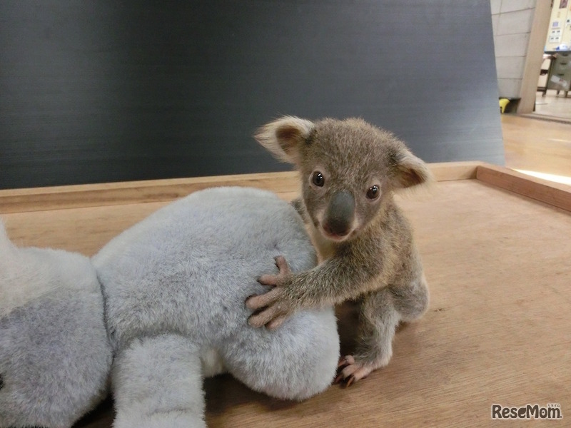 ドリー仔体重測定（11月7日撮影）　(c) 埼玉県こども動物自然公園