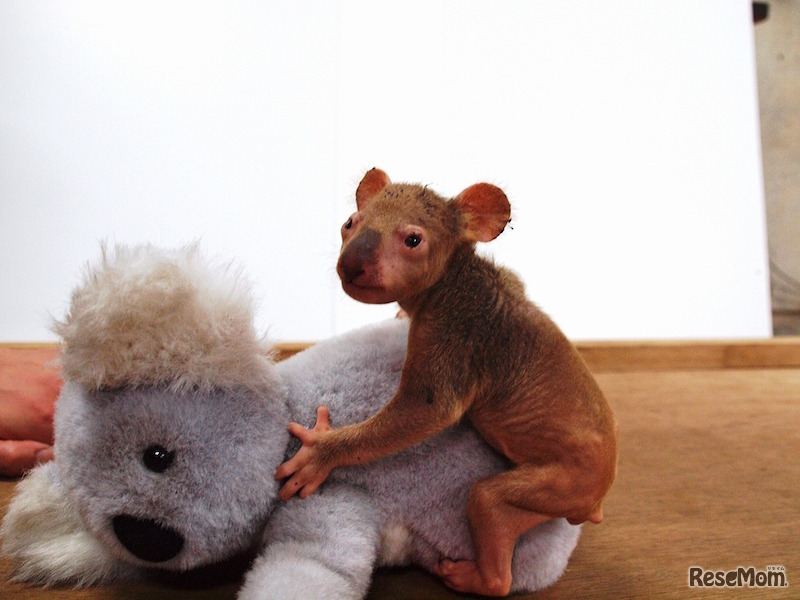 ジンベランの仔体重測定（11月3日撮影）　(c) 埼玉県こども動物自然公園