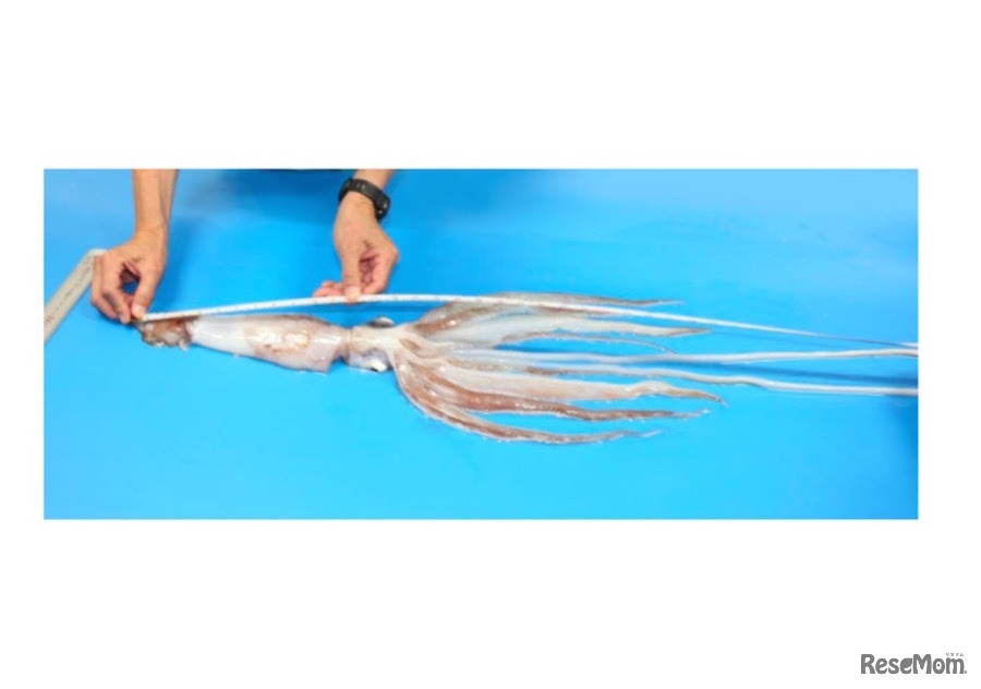 調査時の子どものダイオウイカのようす