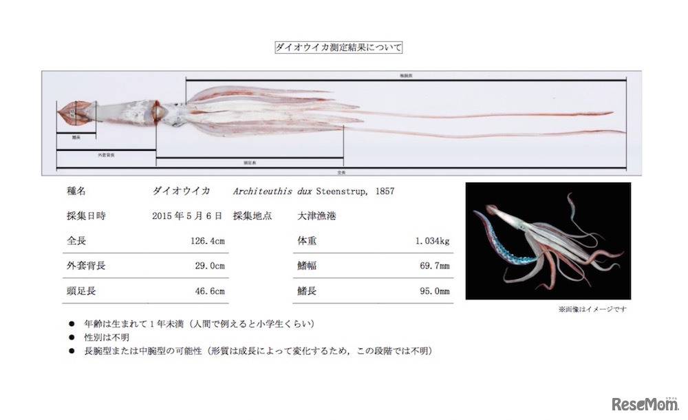 今回発見された子どものダイオウイカのデータ
