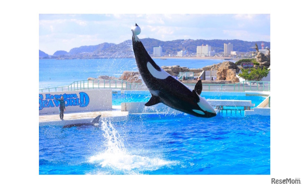 鴨川シーワールド・シャチパフォーマンス