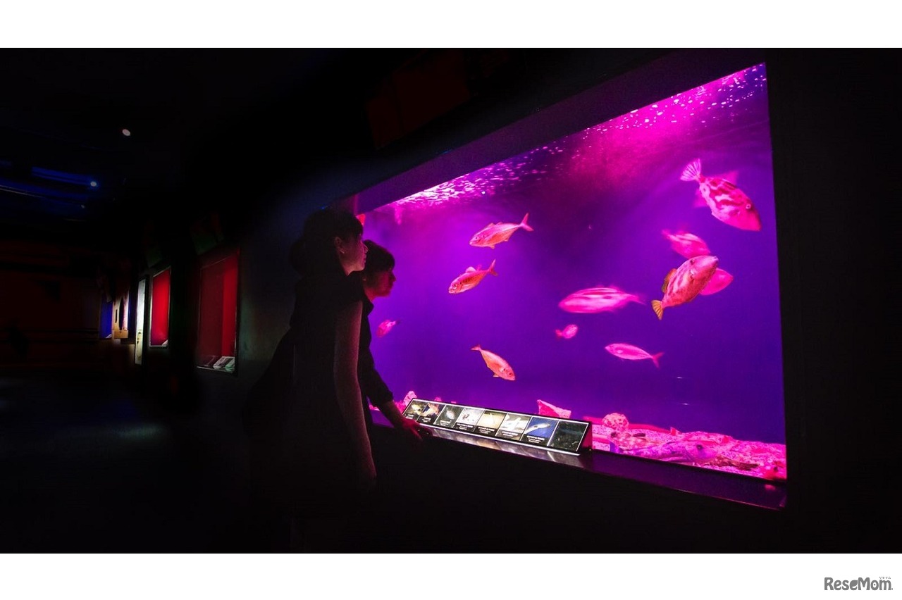 呼応する小さな海