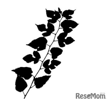 クワの異形様性の例