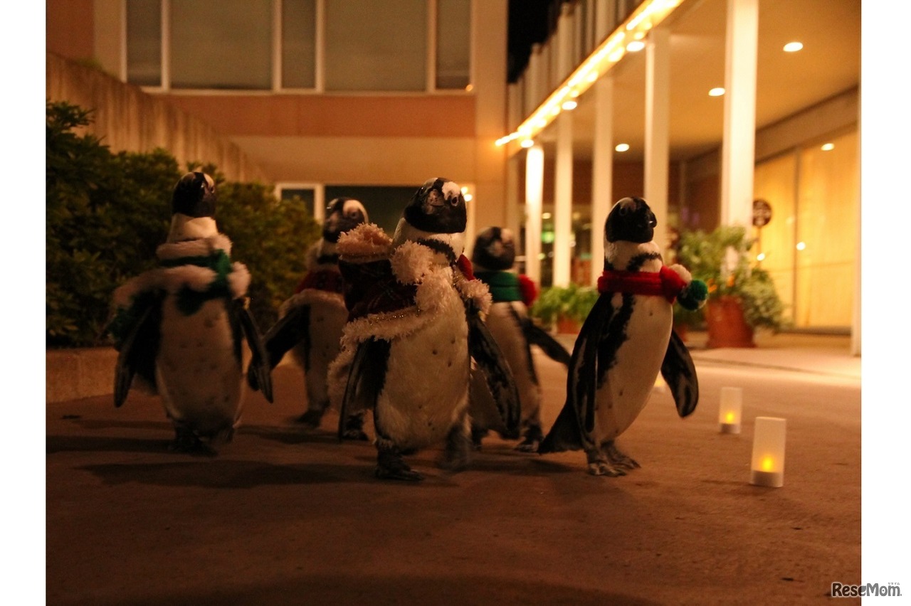 クリスマスペンギンパレード　夜のようす