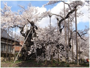 山梨県の山高神代桜
