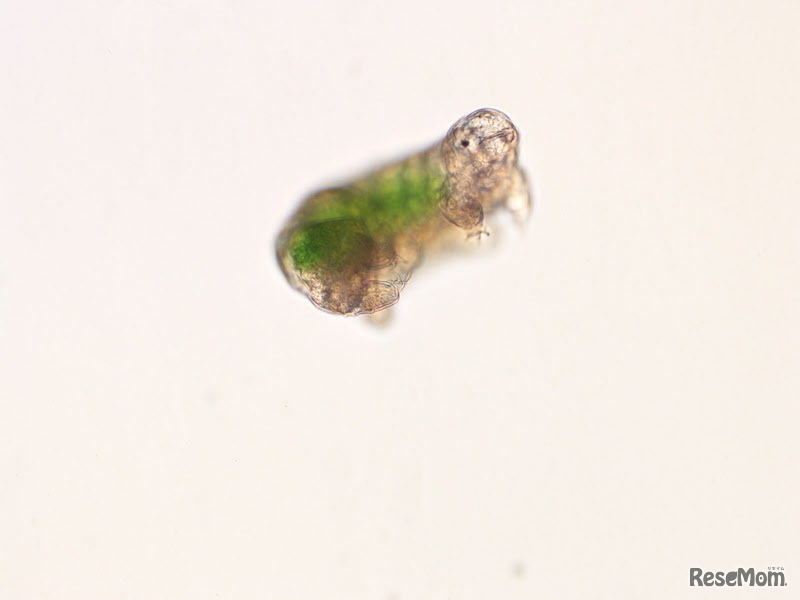 培養したSB-3系統　(c) 撮影：辻本惠（国立極地研究所）