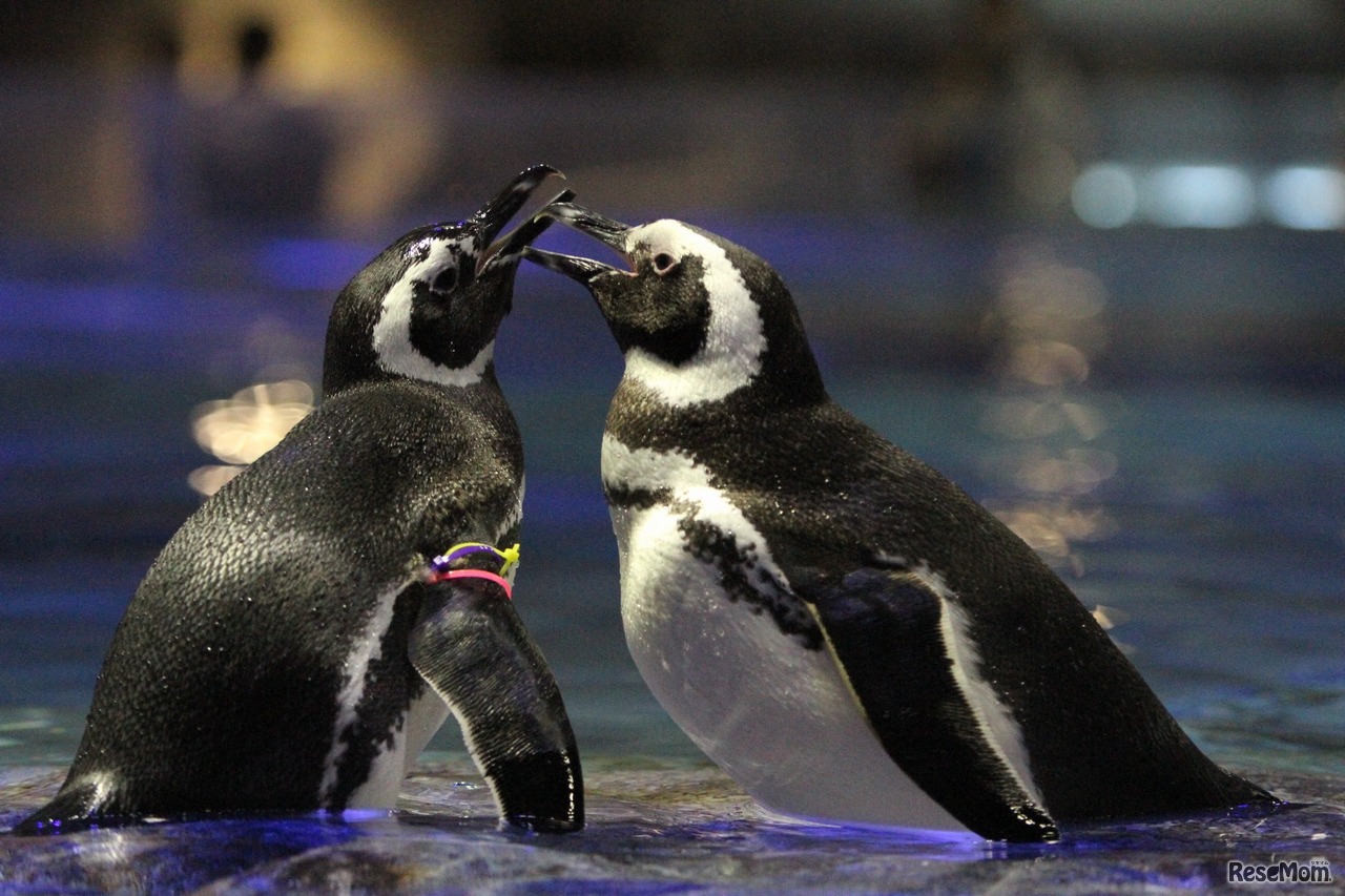 恋の季節真っ只中のペンギンたち （写真提供：すみだ水族館）