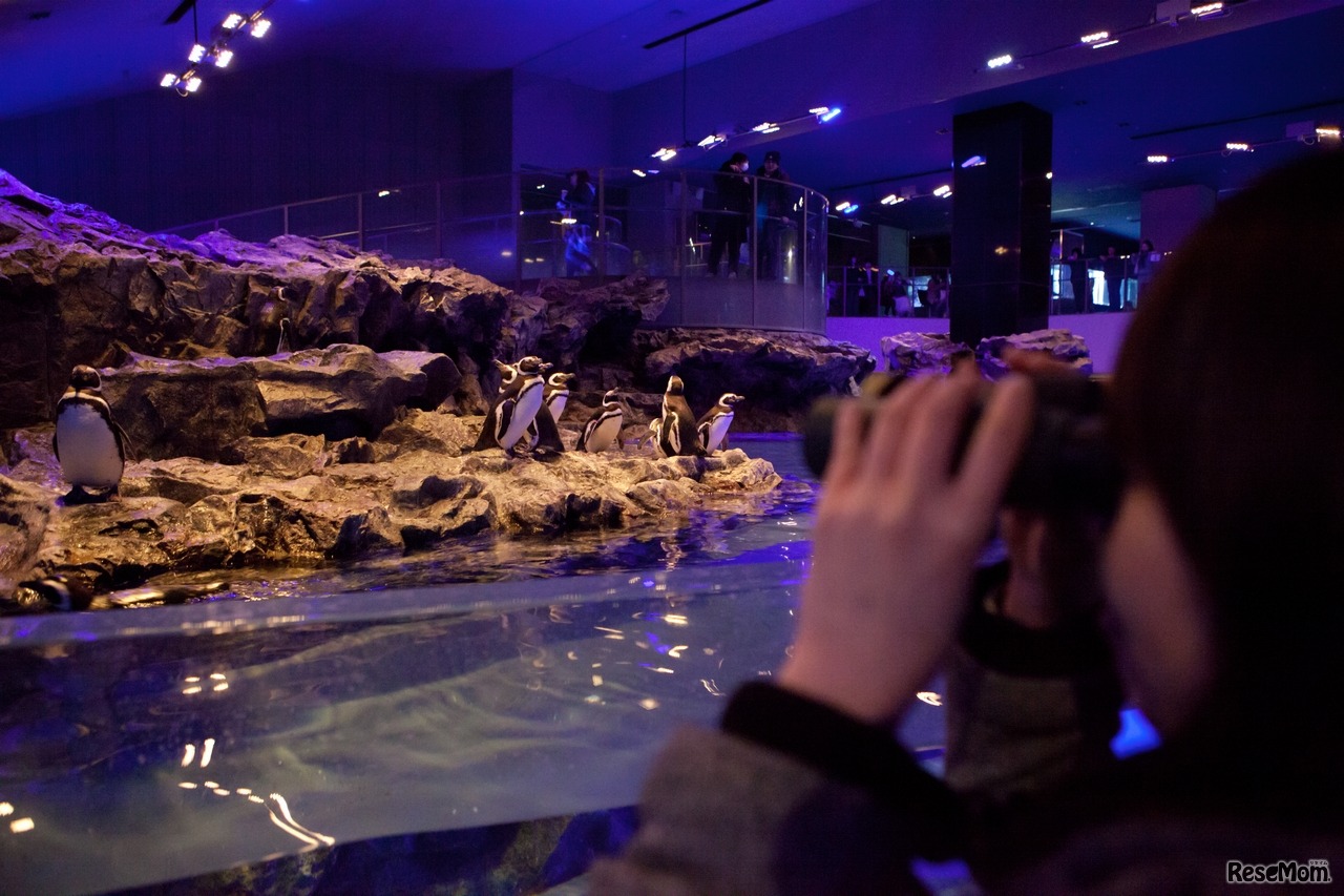 ペンギンワッチ （写真提供：すみだ水族館）