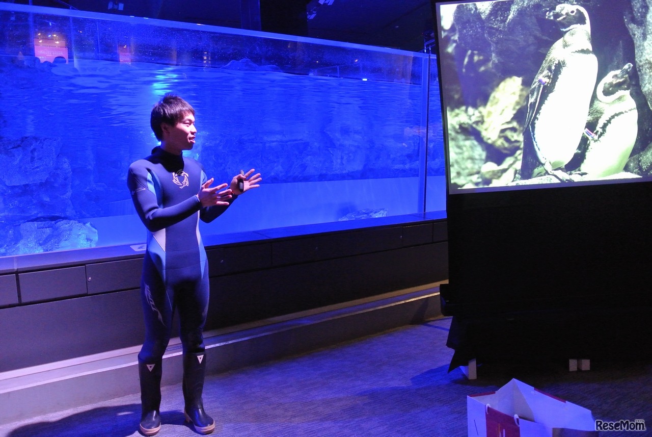 ペンギンライブ （写真提供：すみだ水族館）