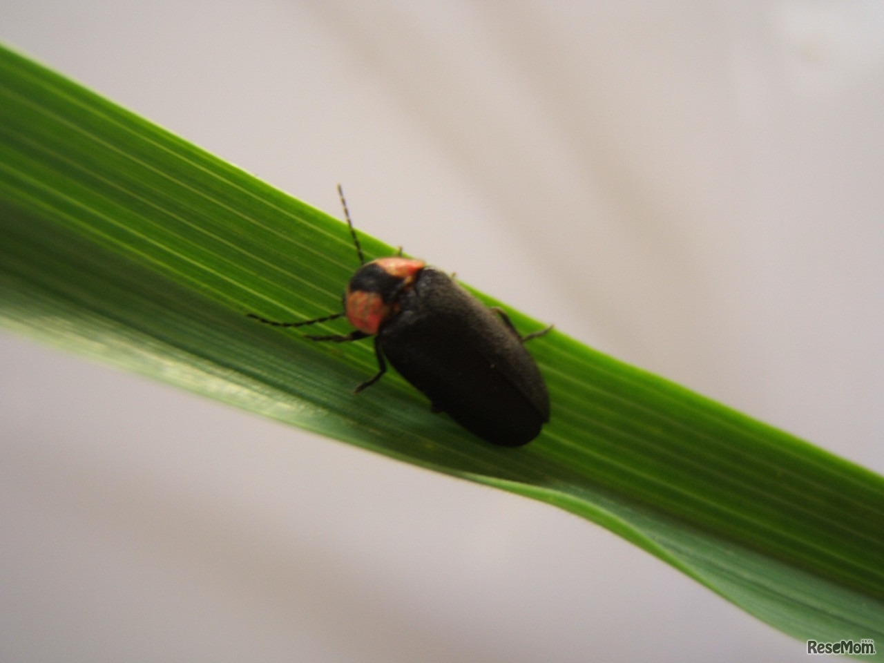 1日限りのホタル鑑賞