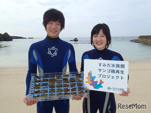 沖縄の海へのサンゴ移植活動