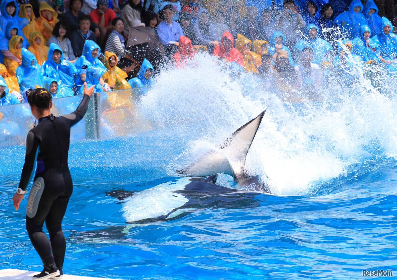 シャチの「スイミングバースト」