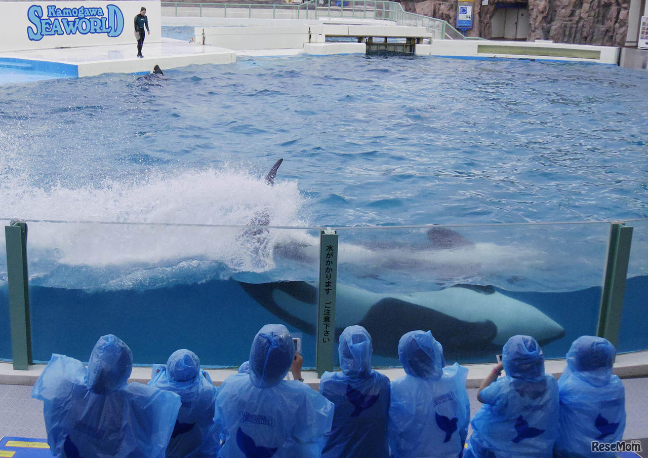 シャチの「スイミングバースト」
