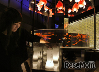 楽しみながらホタルの特徴を学ぶ「ほたる語り」