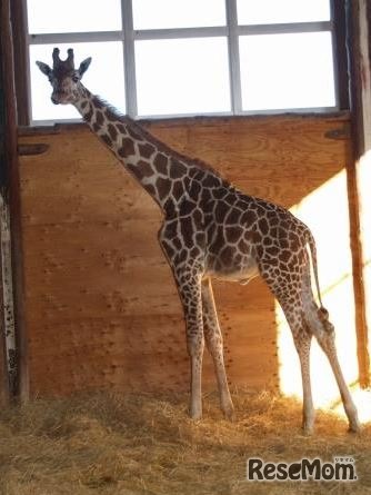 キリンの父親「フジマル」　(c) 埼玉県こども動物自然公園