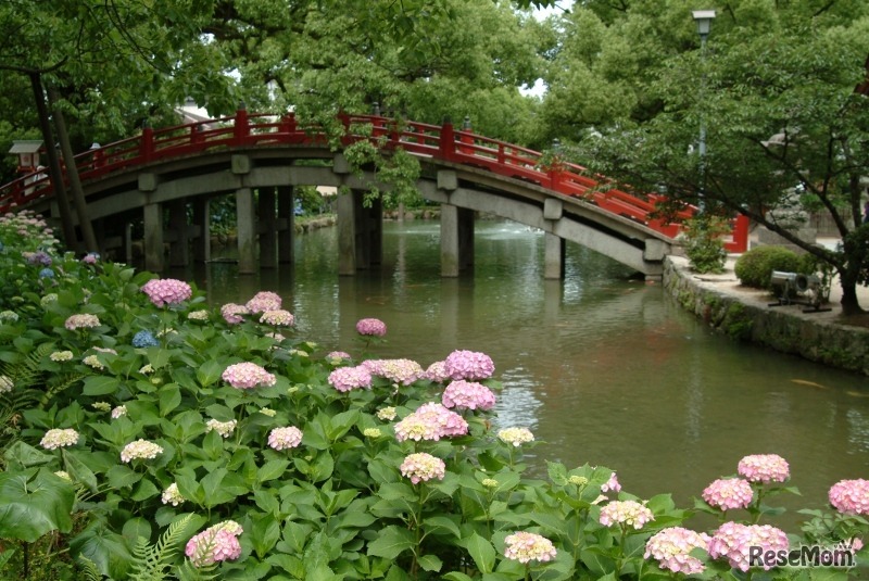 初夏の紫陽花。境内では四季折々の花が楽しめる