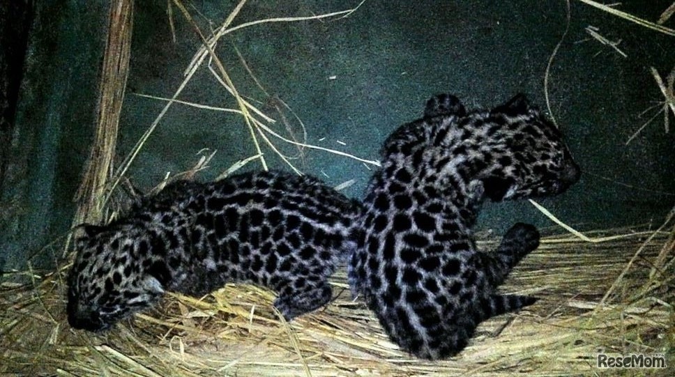 4月21日に生まれたジャガー2頭（写真提供：天王寺動物公園事務所）