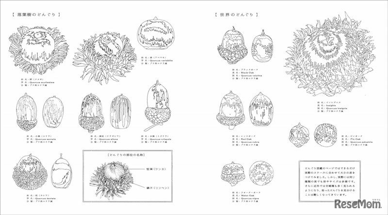 ぬり絵サンプル（どんぐり）