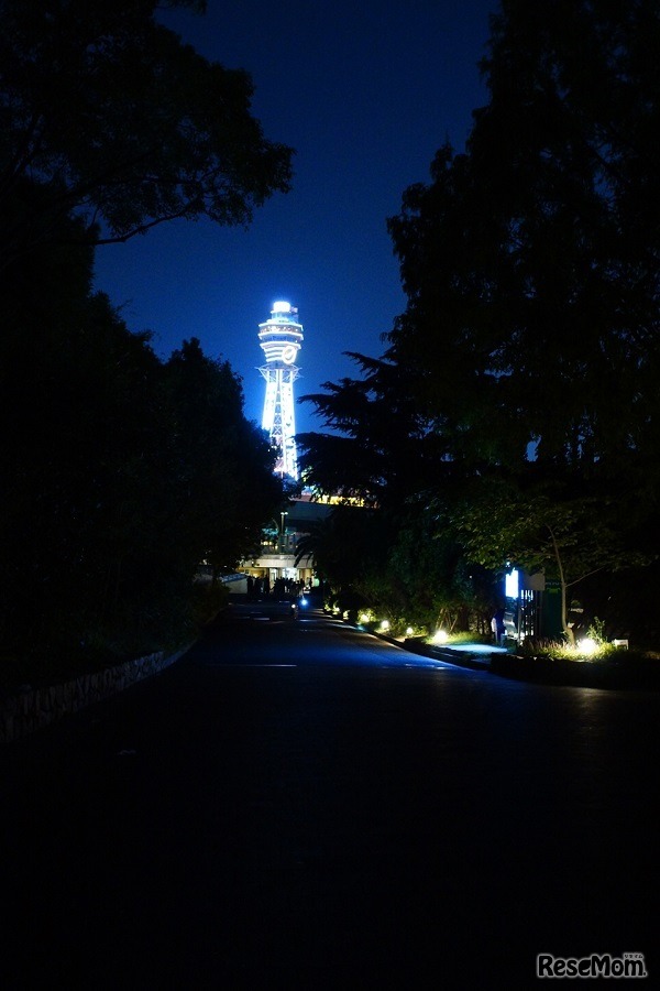 天王寺動物園「ナイトZOO」（写真提供：天王寺動物園）
